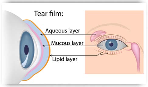 Layers of the Tear Film